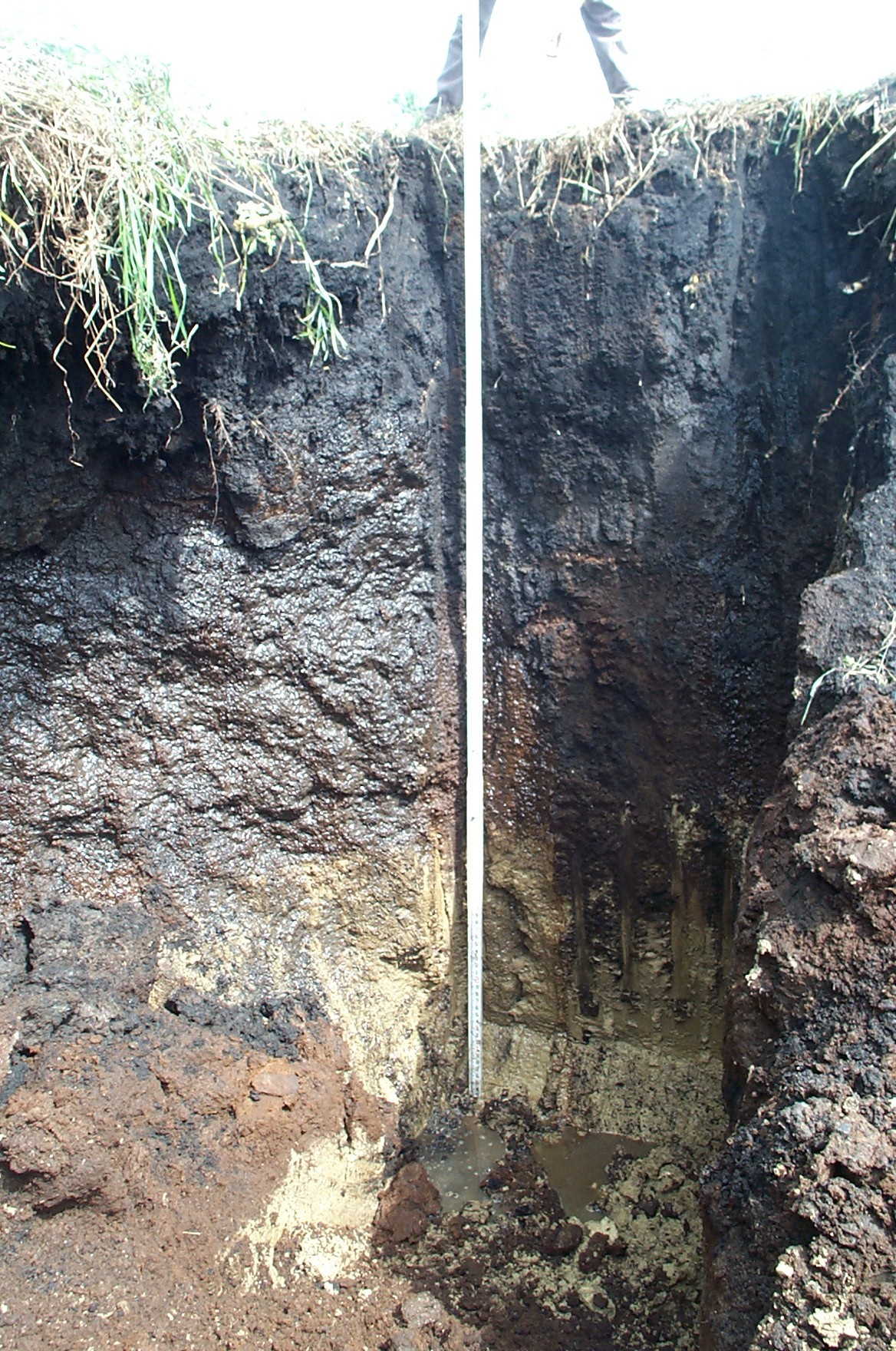 Organic rich soil overlying marl